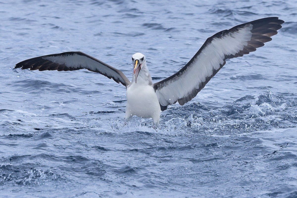 Atlantic Yellow-nosed Albatross - ML640253870