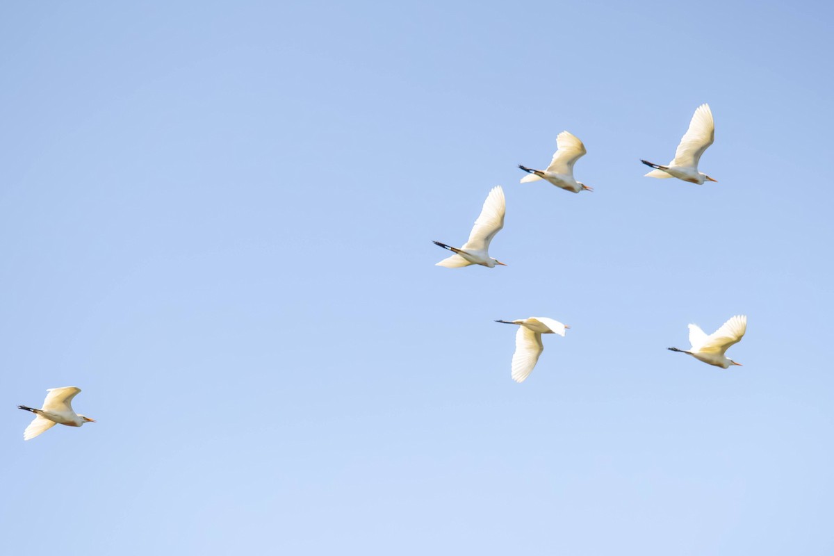 Western Cattle-Egret - ML640253900