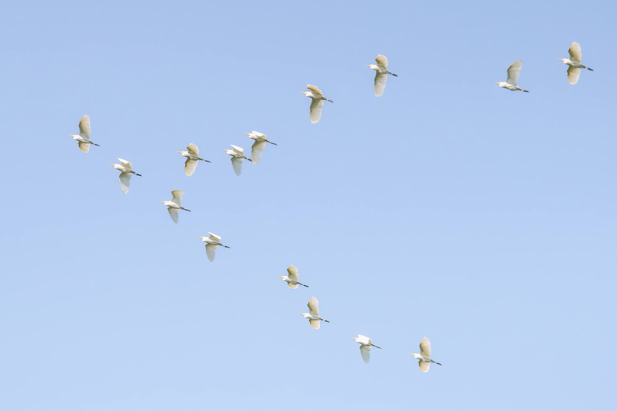 Western Cattle-Egret - ML640253901