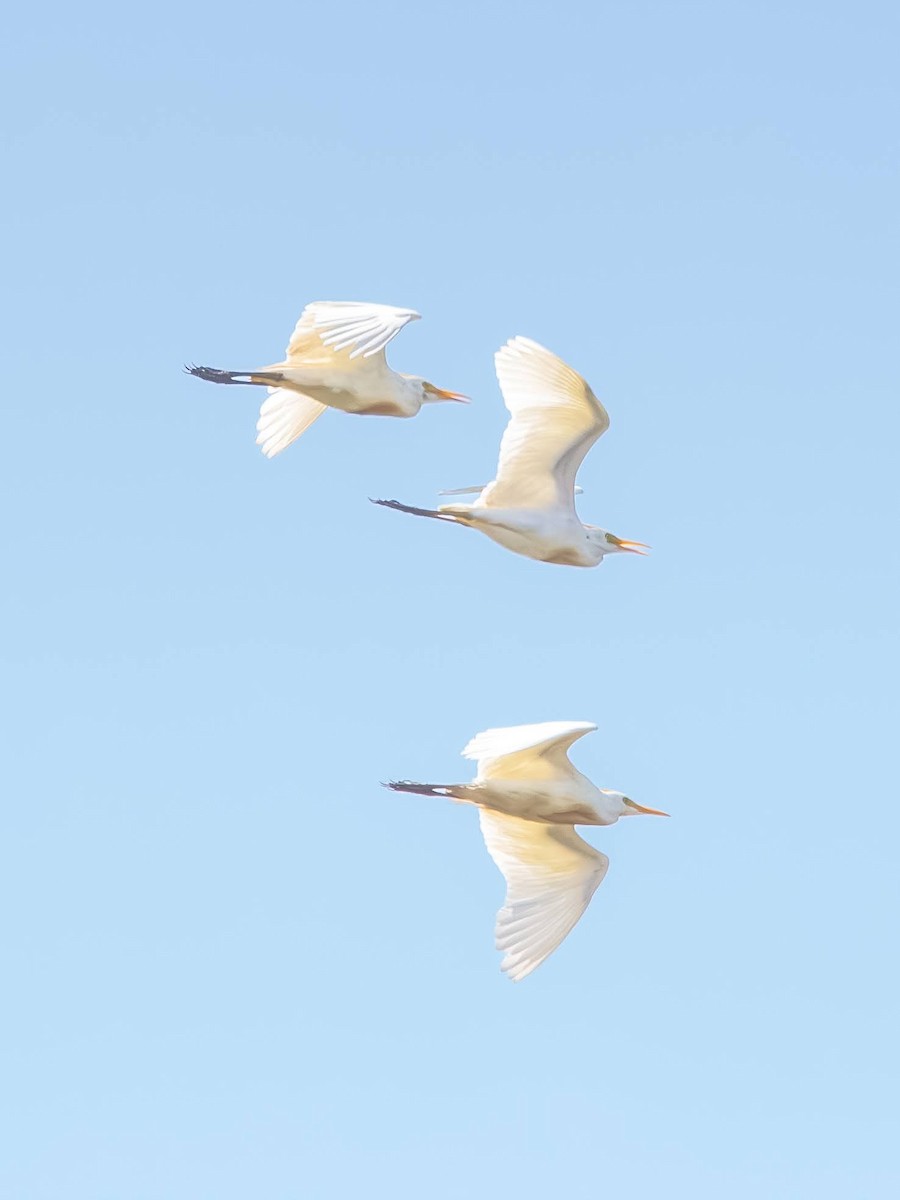 Western Cattle-Egret - ML640253902