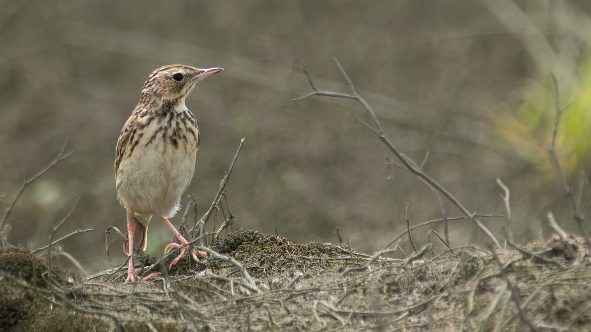Peruvian Pipit - ML640253970