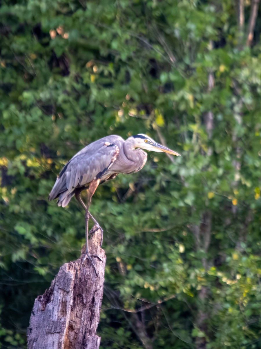Great Blue Heron - ML640253994