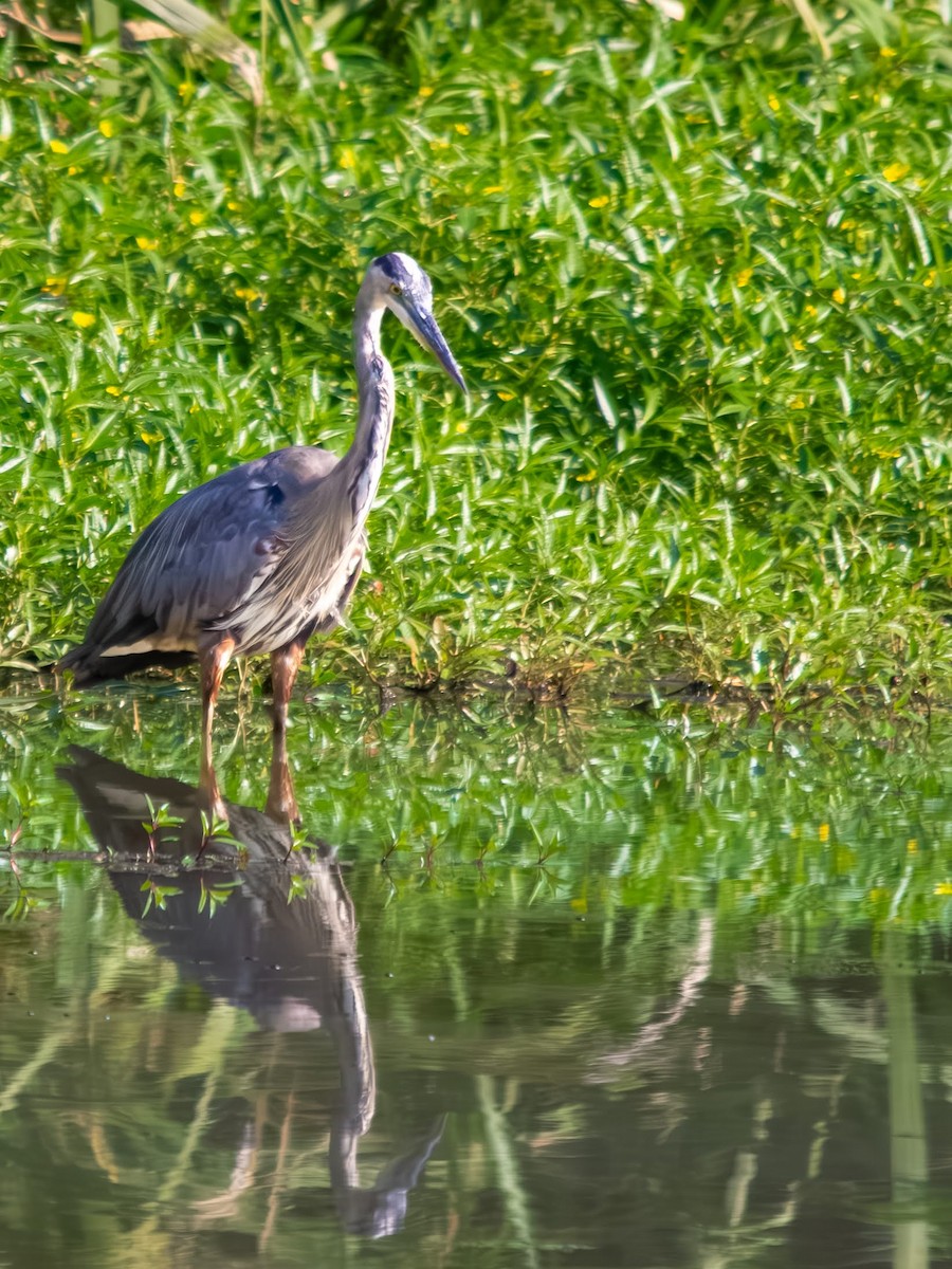 Great Blue Heron - ML640254027