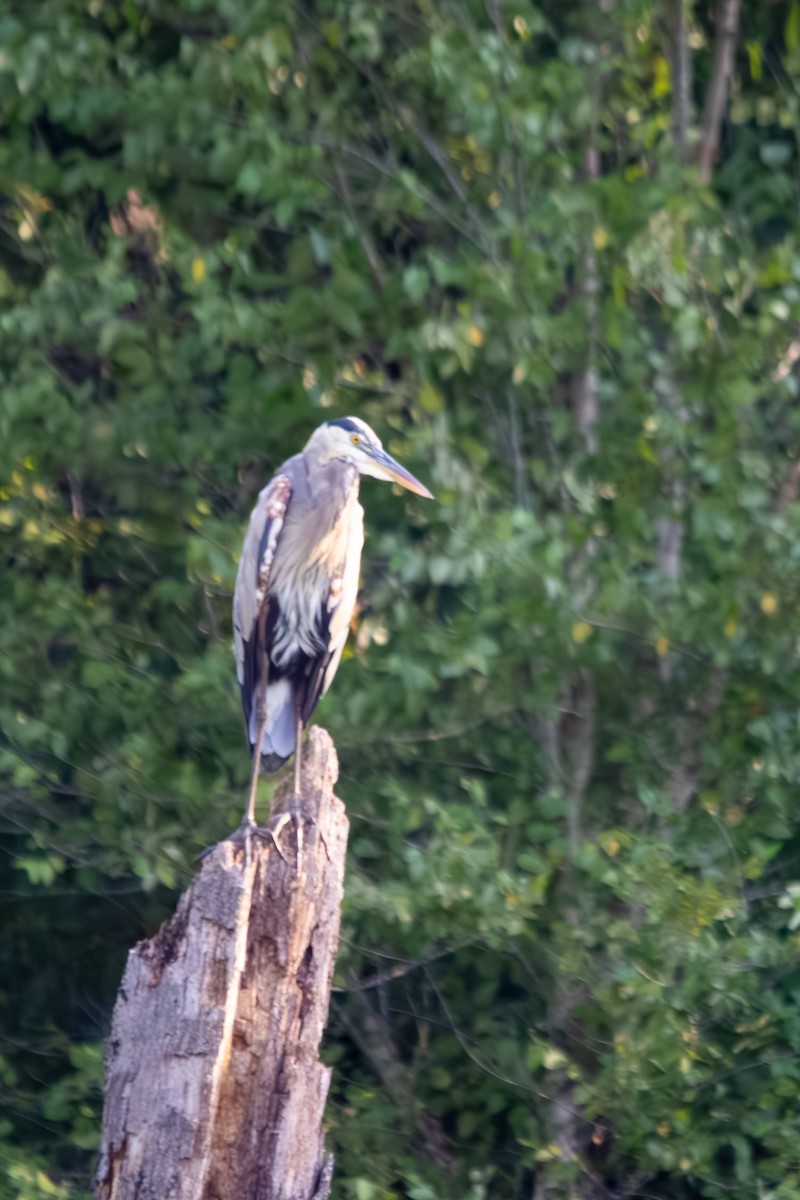 Great Blue Heron - ML640254028