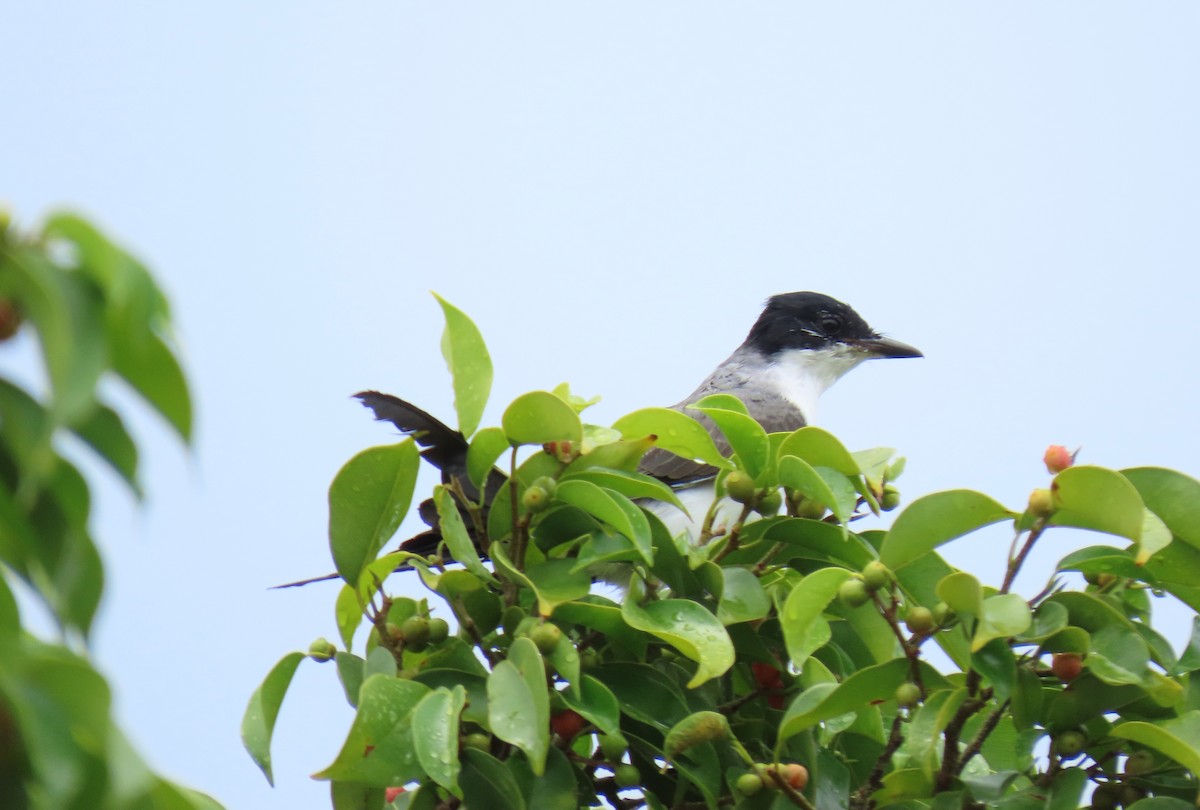 Fork-tailed Flycatcher - ML640254036