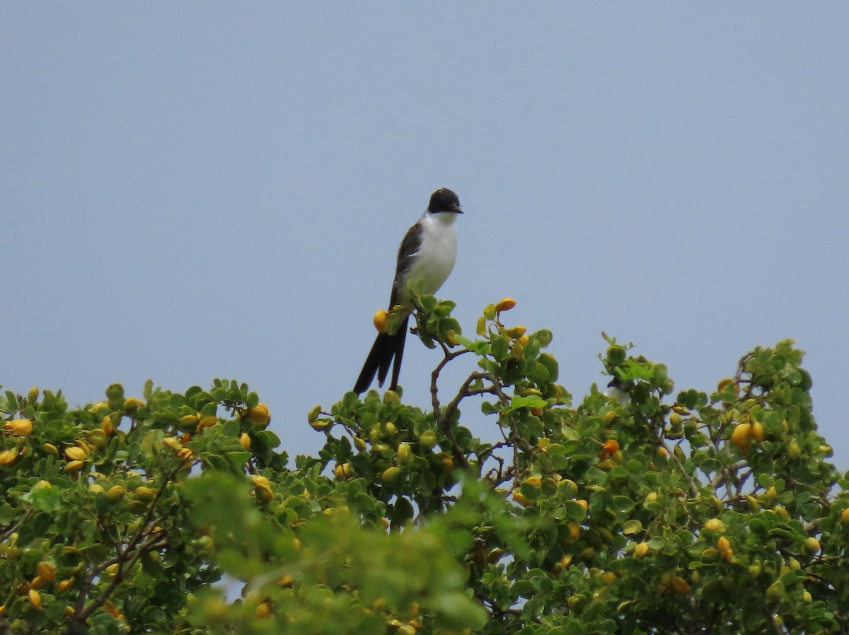 Fork-tailed Flycatcher - ML640254037
