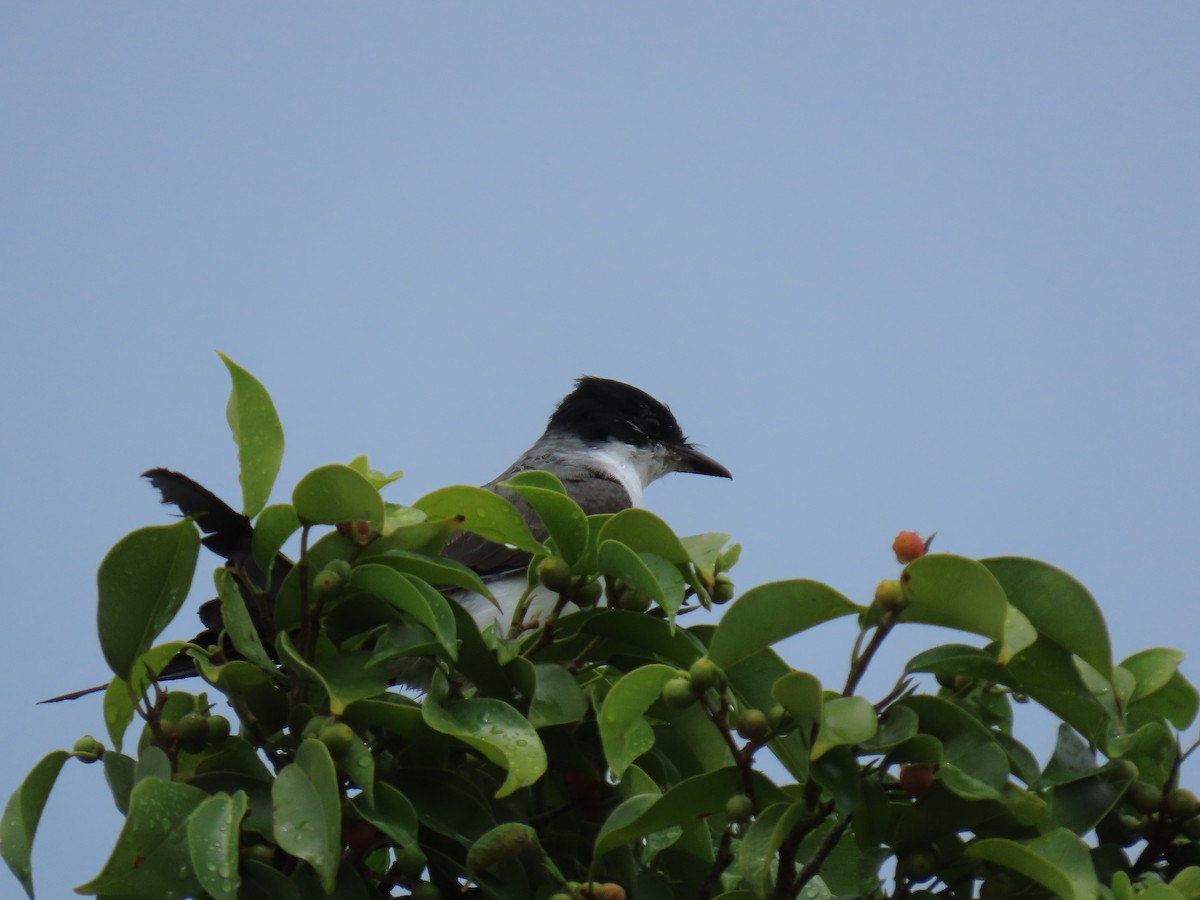Fork-tailed Flycatcher - ML640254038