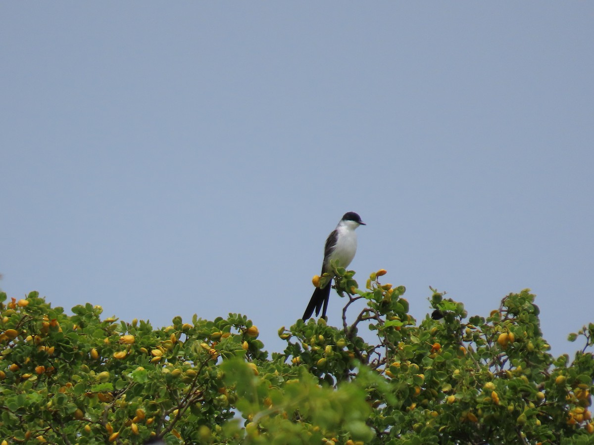 Fork-tailed Flycatcher - ML640254039