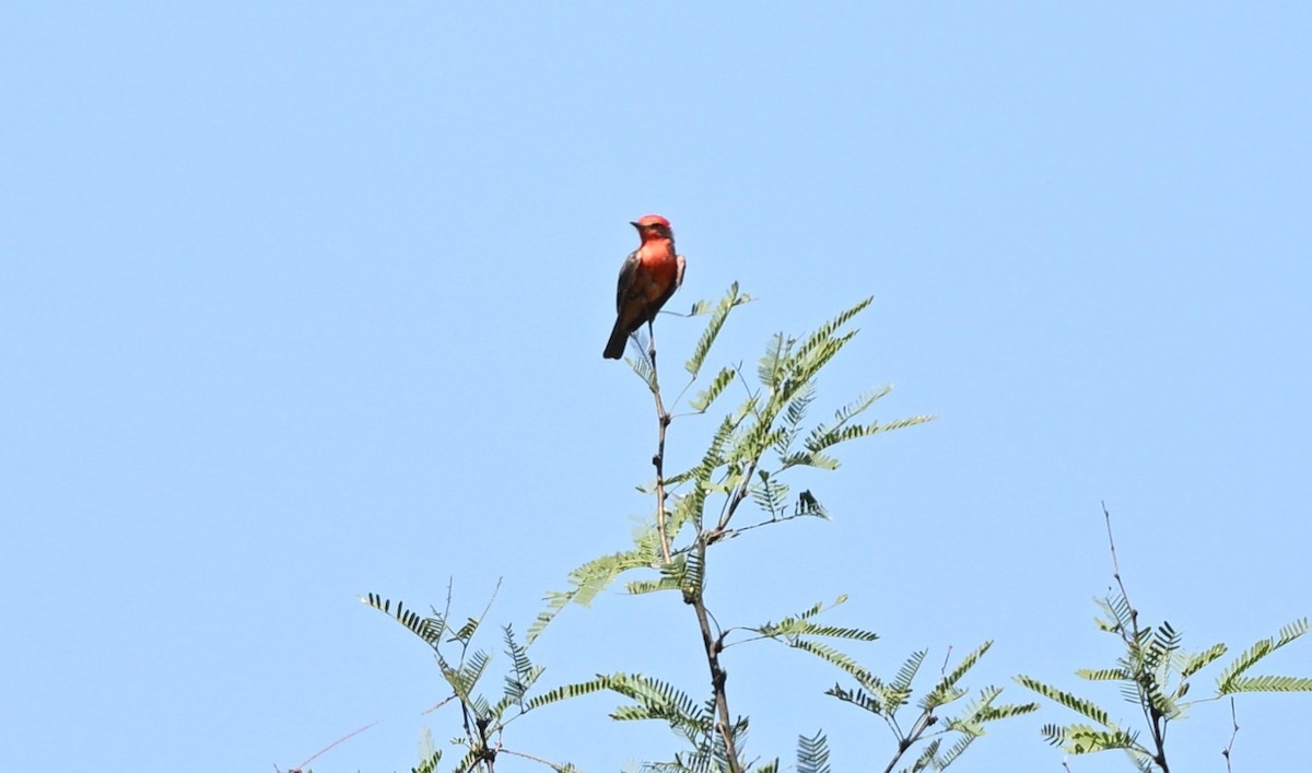 Ateş Renkli Sinekkapan - ML640254055