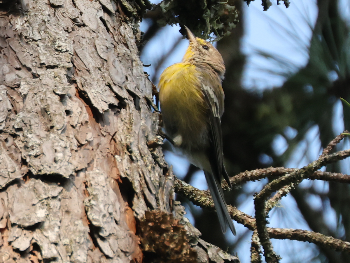 Pine Warbler - ML640254081