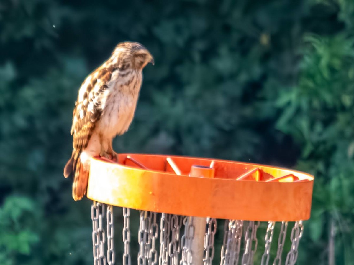 Red-shouldered Hawk - ML640254137