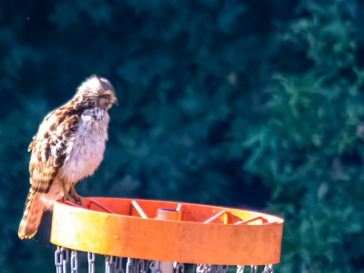 Red-shouldered Hawk - ML640254138