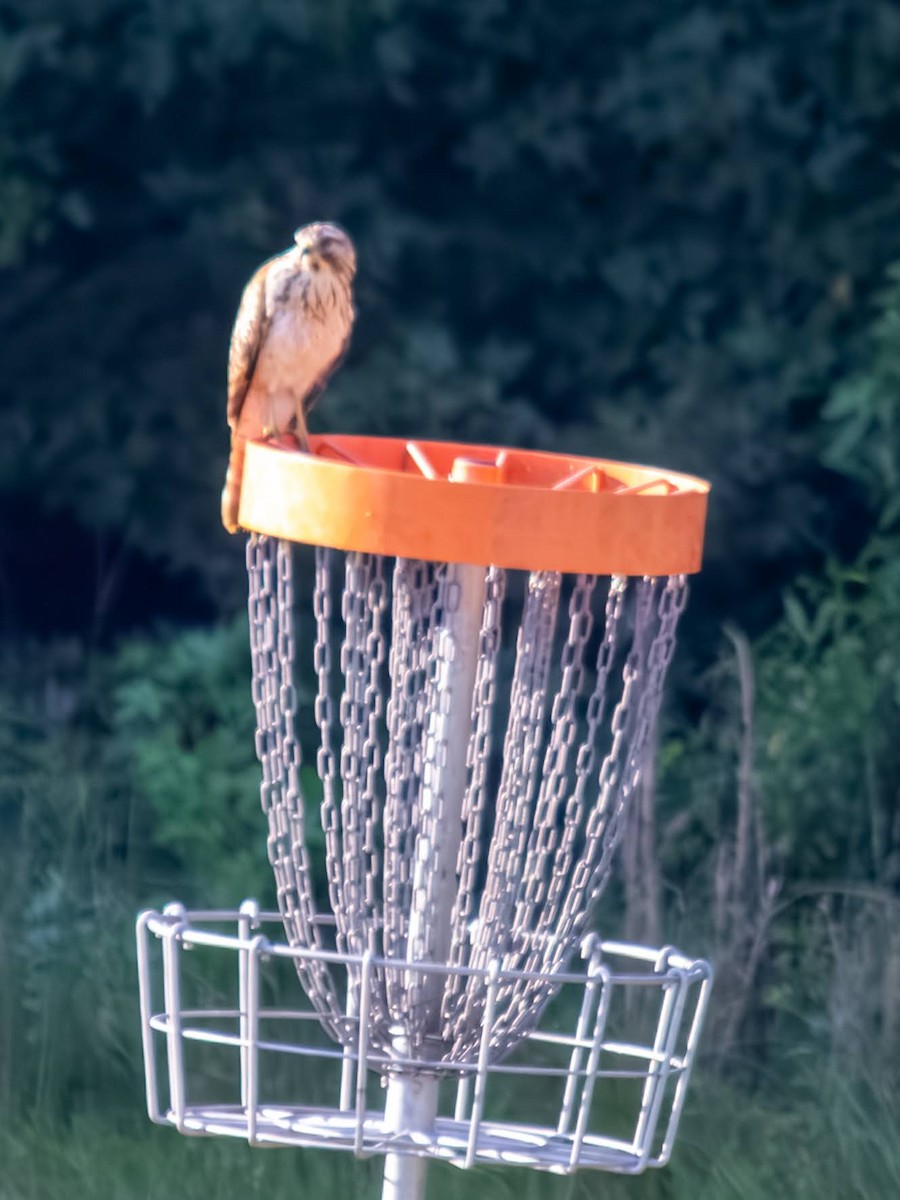 Red-shouldered Hawk - ML640254139