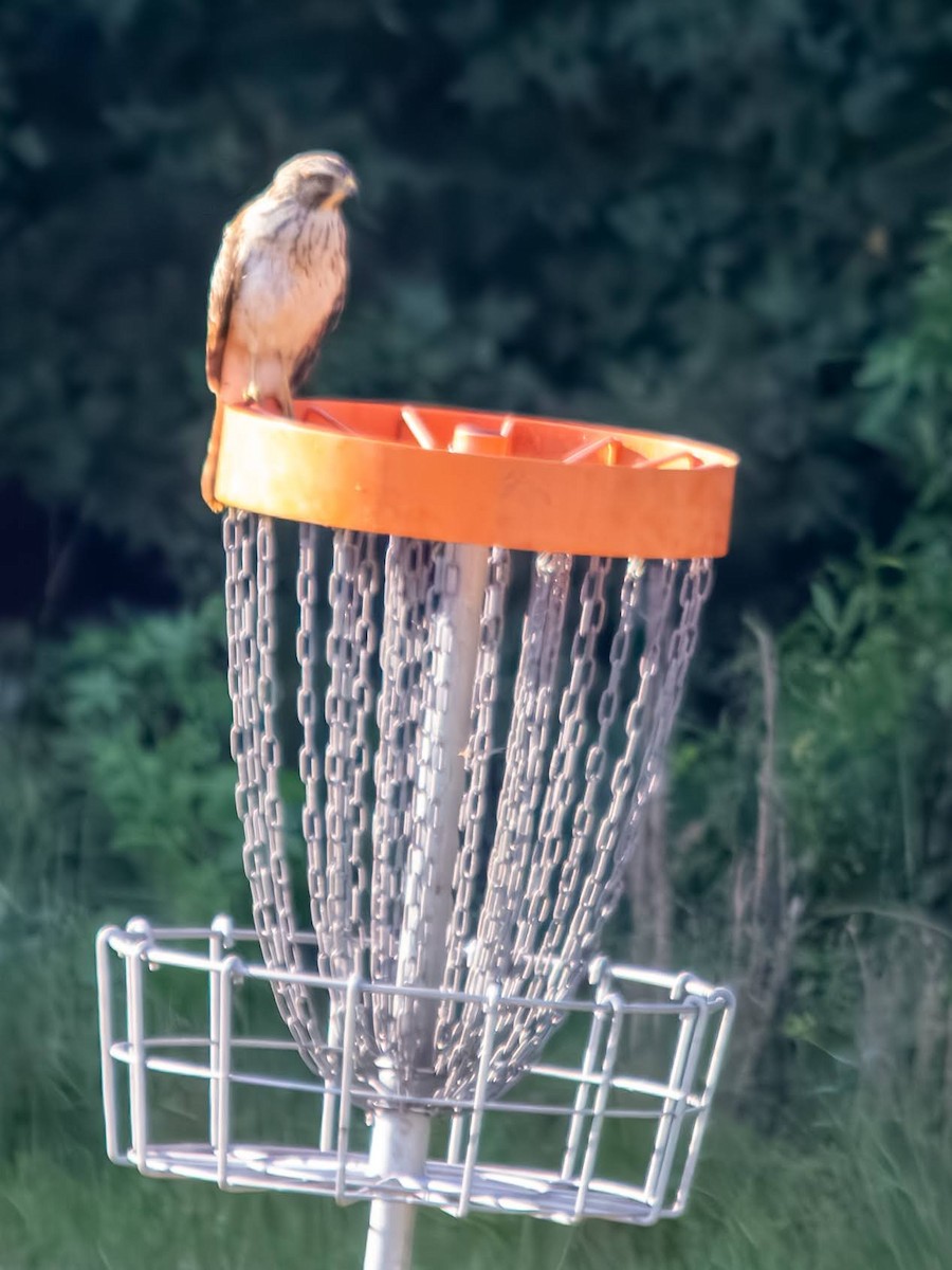 Red-shouldered Hawk - ML640254140