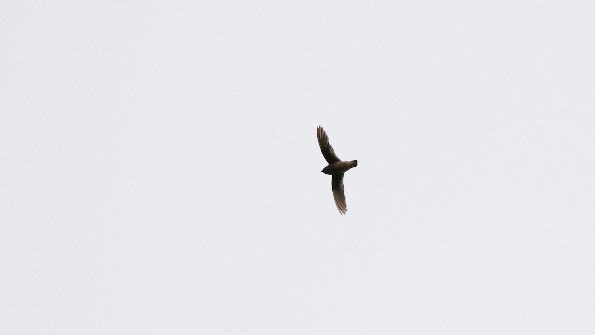 Chestnut-collared Swift - ML640254168