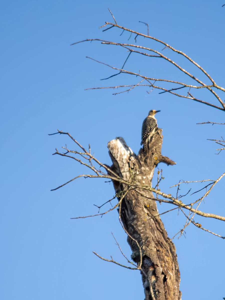 Red-bellied Woodpecker - ML640254201