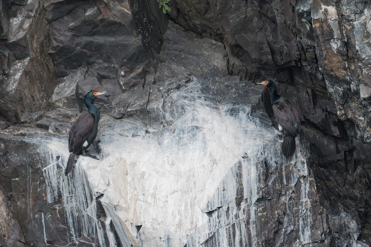 Red-faced Cormorant - ML640254247
