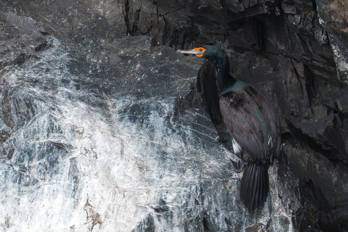 Red-faced Cormorant - ML640254251