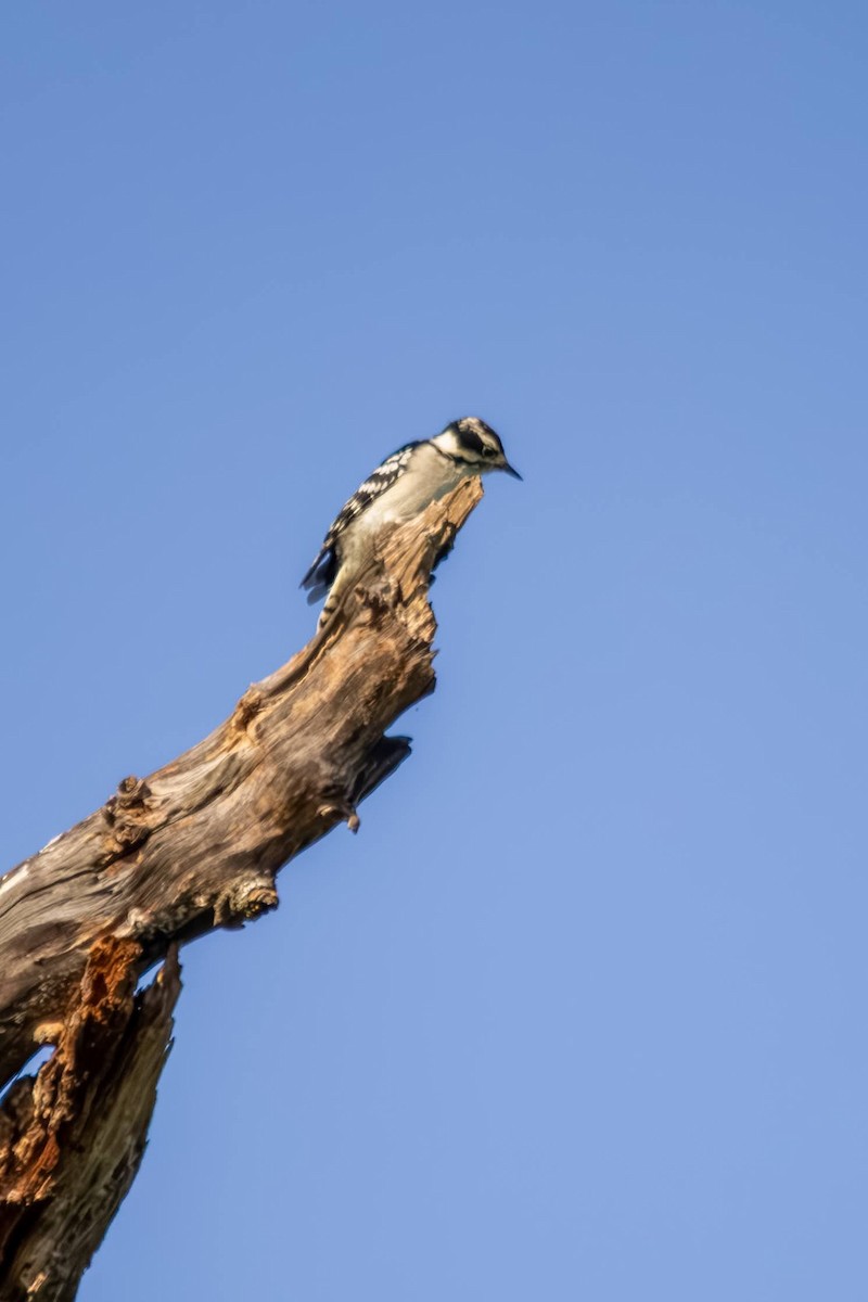 Downy Woodpecker (Eastern) - ML640254284