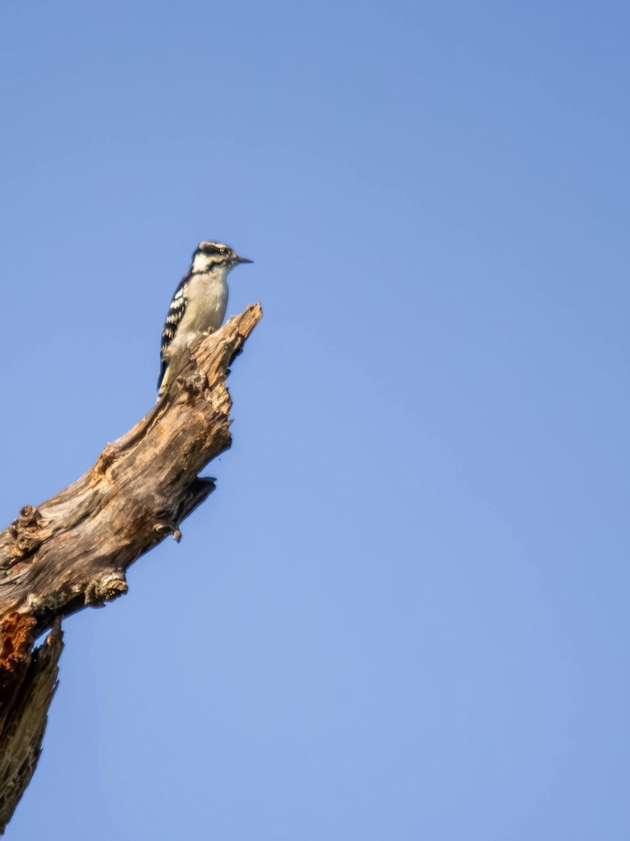 Downy Woodpecker (Eastern) - ML640254285