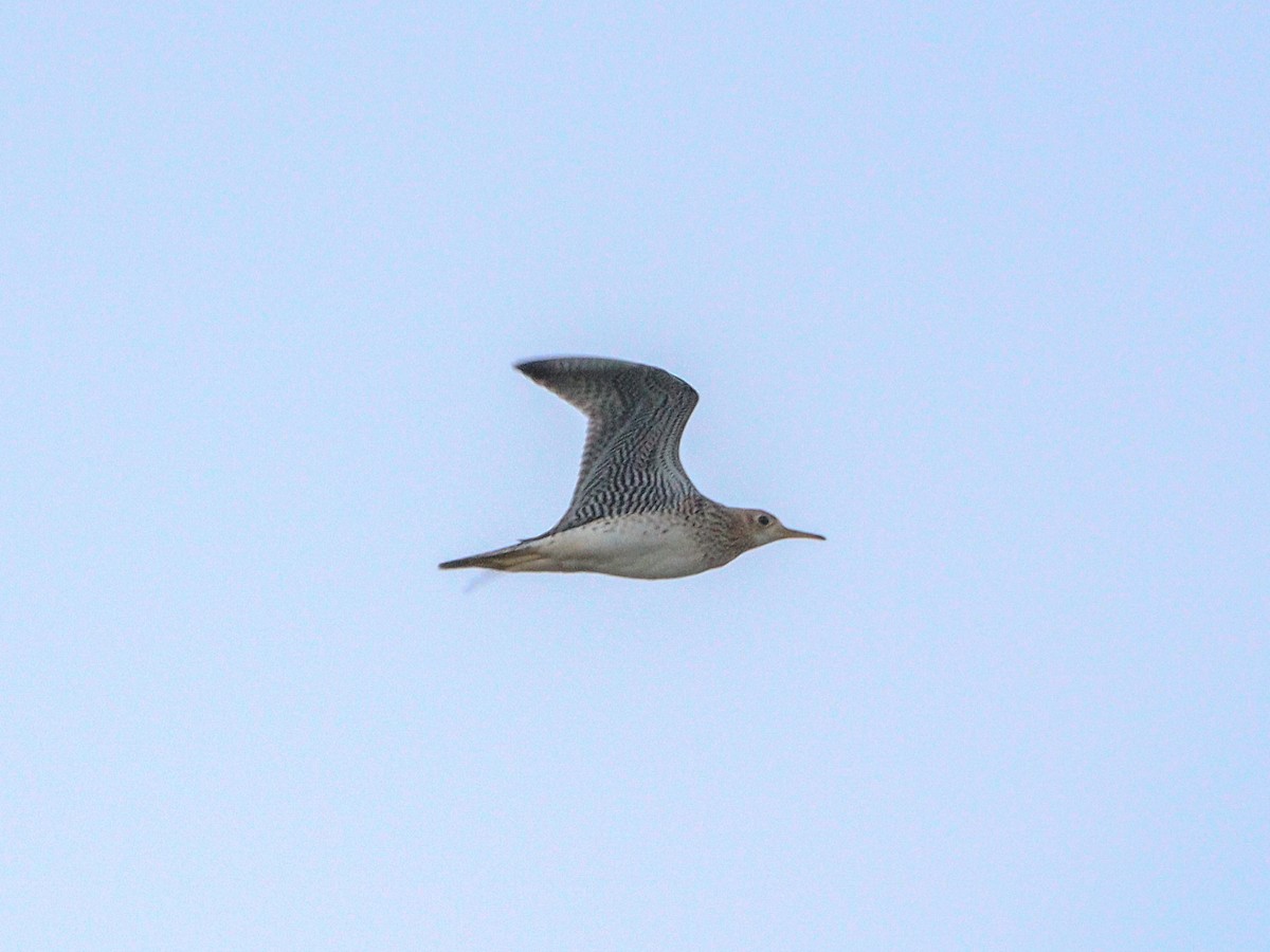 bartramie dlouhoocasá - ML640254292