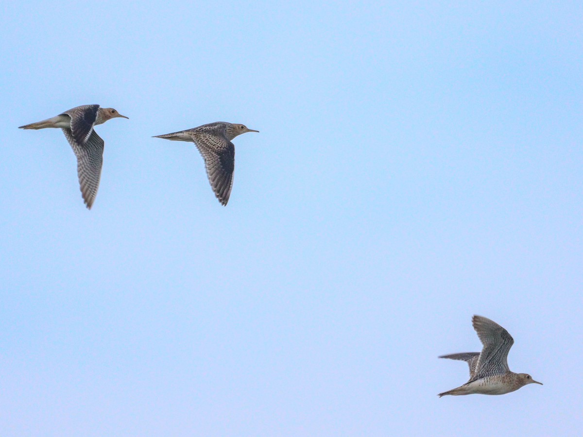 bartramie dlouhoocasá - ML640254293