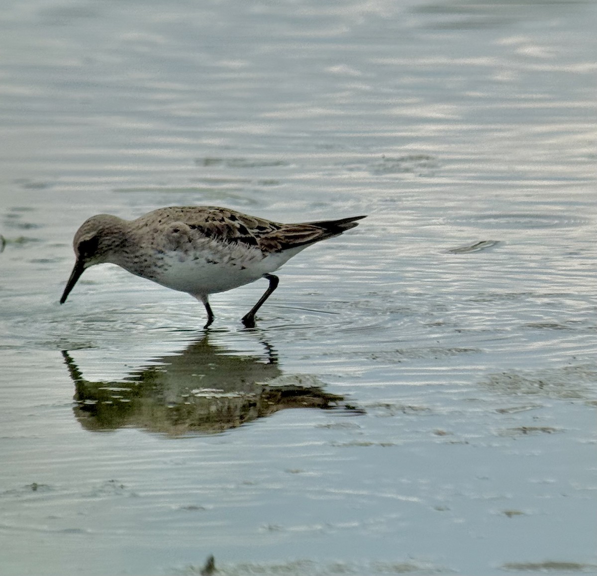 White-rumped Sandpiper - ML640254341