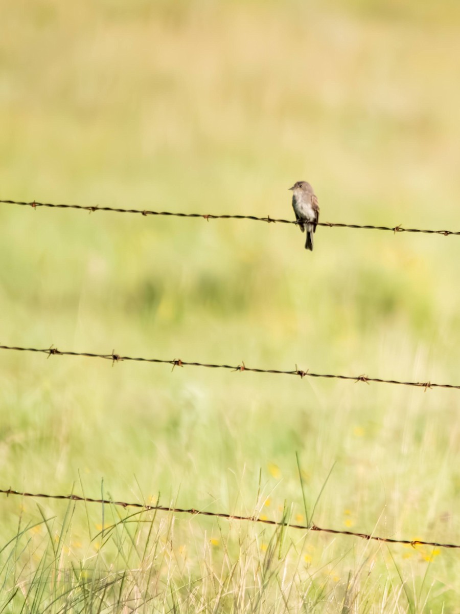 Eastern Wood-Pewee - ML640254342