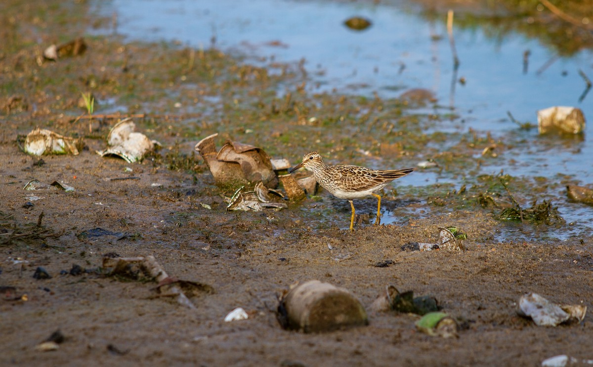 Pectoral Sandpiper - ML640254420