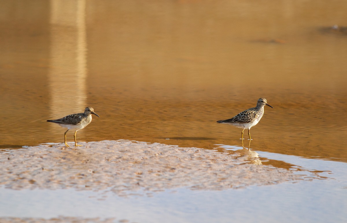 Pectoral Sandpiper - ML640254421