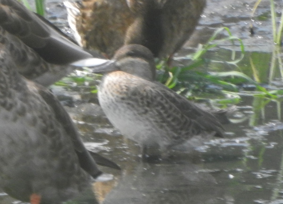 Green-winged Teal - ML640254445