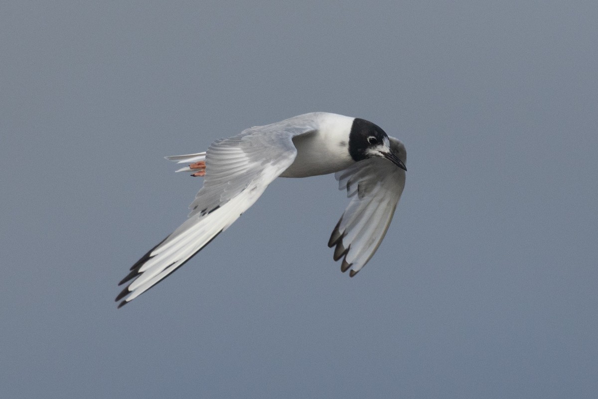Bonaparte's Gull - ML640254494