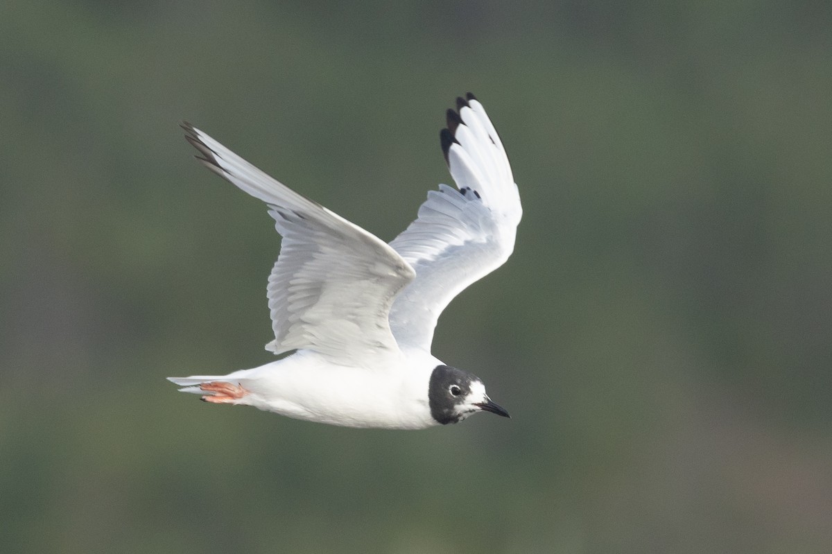 Bonaparte's Gull - ML640254496
