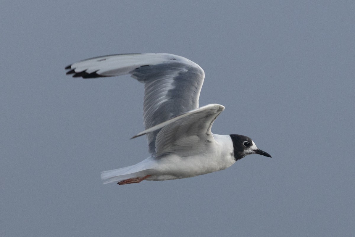 Bonaparte's Gull - ML640254497