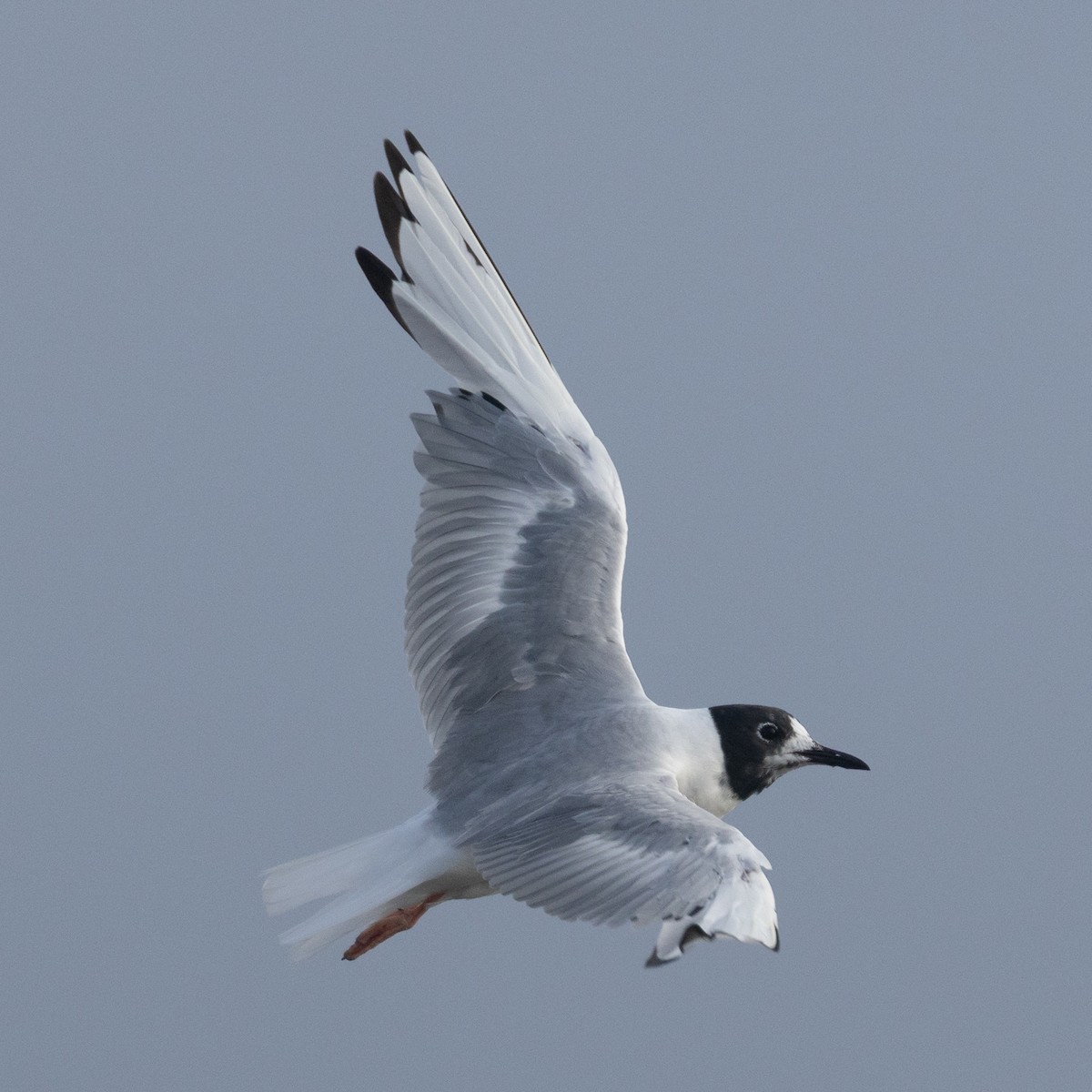 Bonaparte's Gull - ML640254500