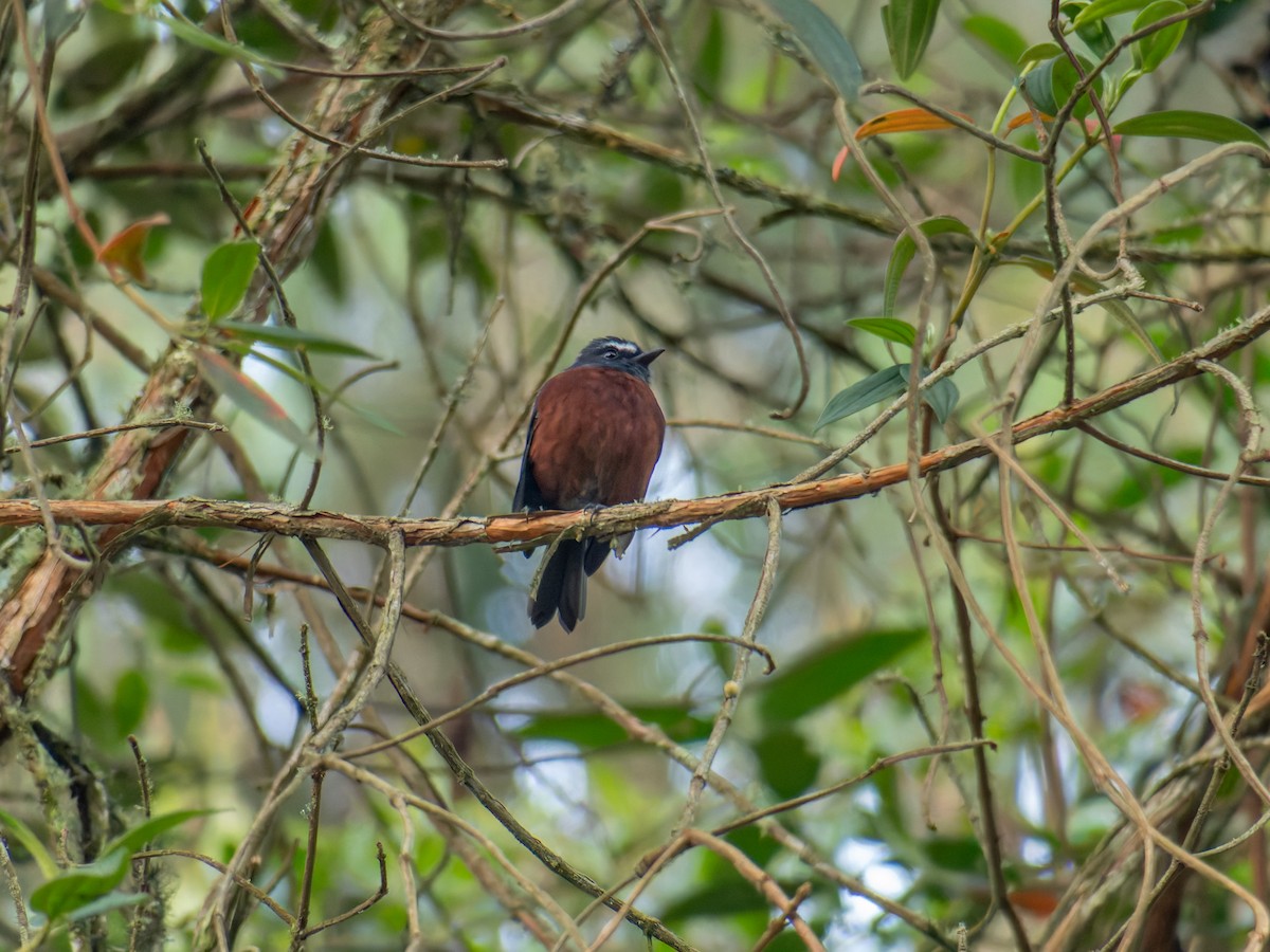 Chestnut-bellied Chat-Tyrant - ML640254506