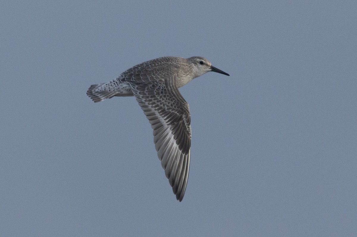 polarsnipe - ML640254509