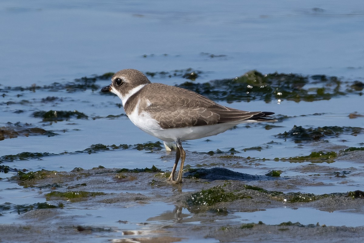 Semipalmated Plover - ML640254522