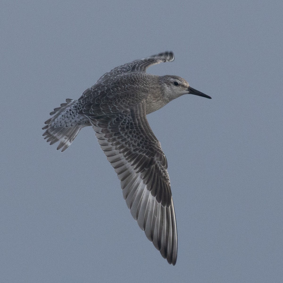 polarsnipe - ML640254542