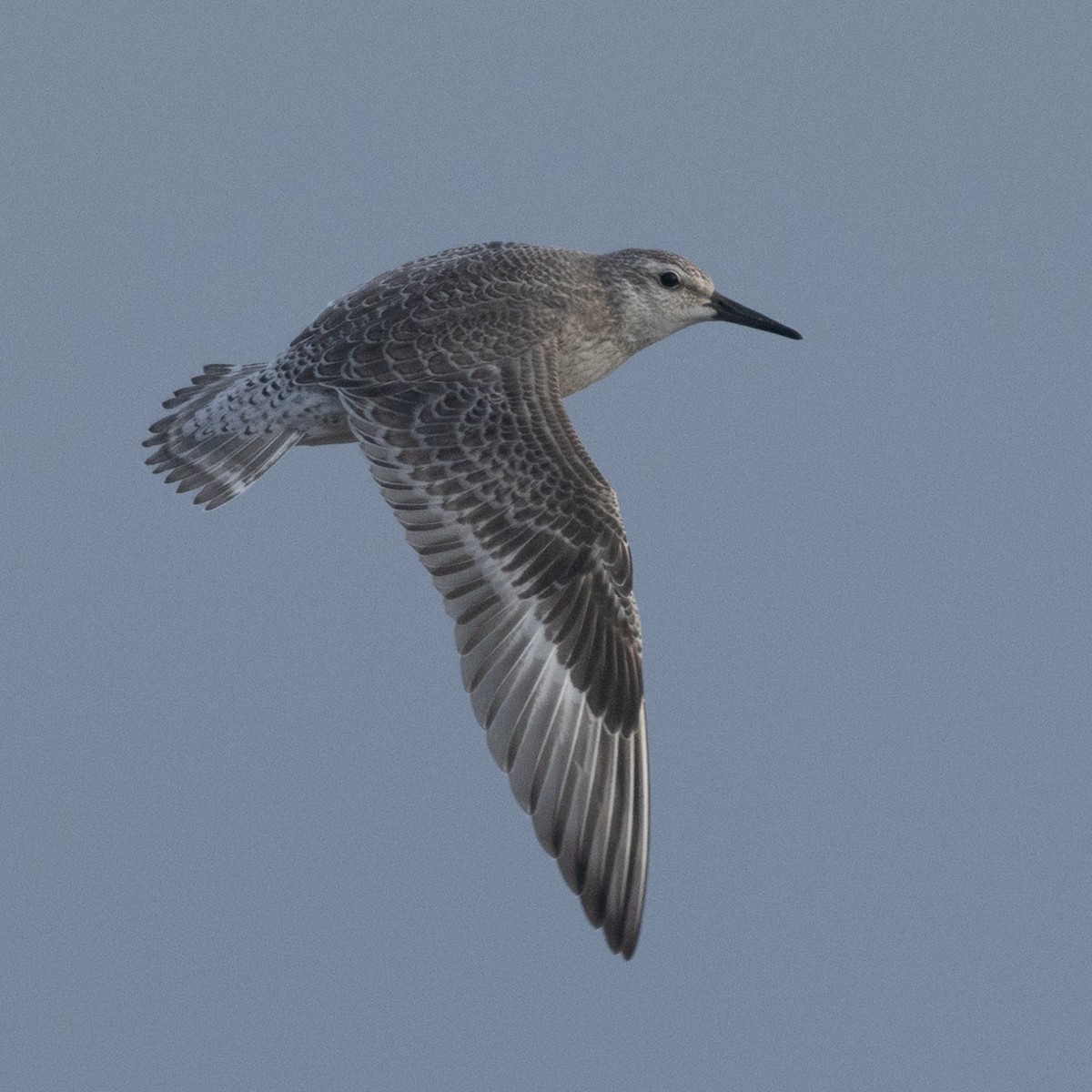 polarsnipe - ML640254543