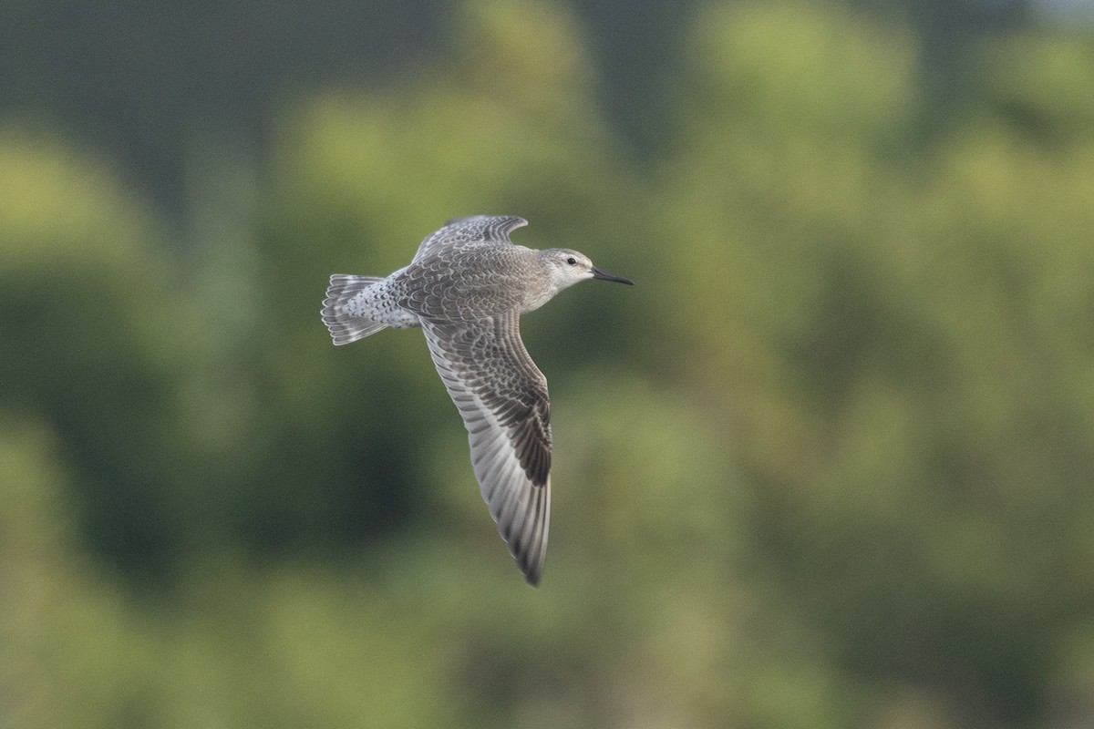 polarsnipe - ML640254545