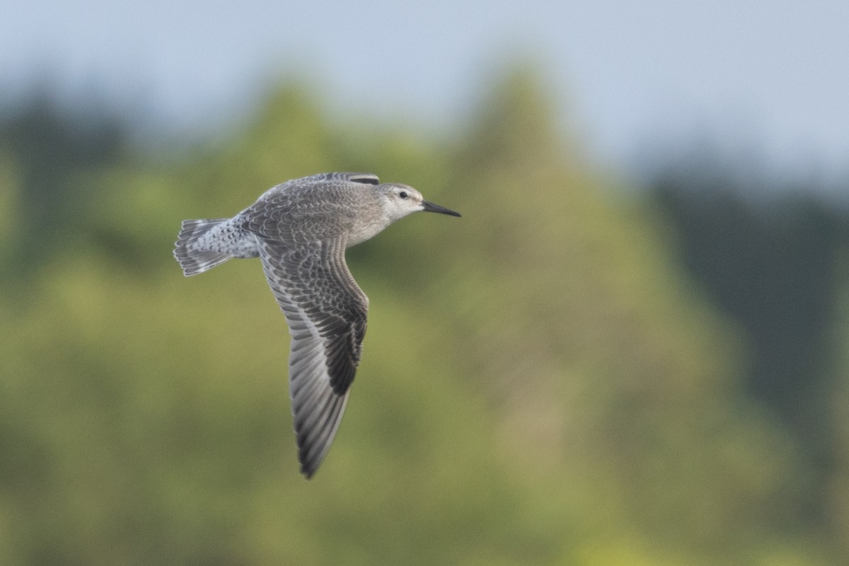 polarsnipe - ML640254546