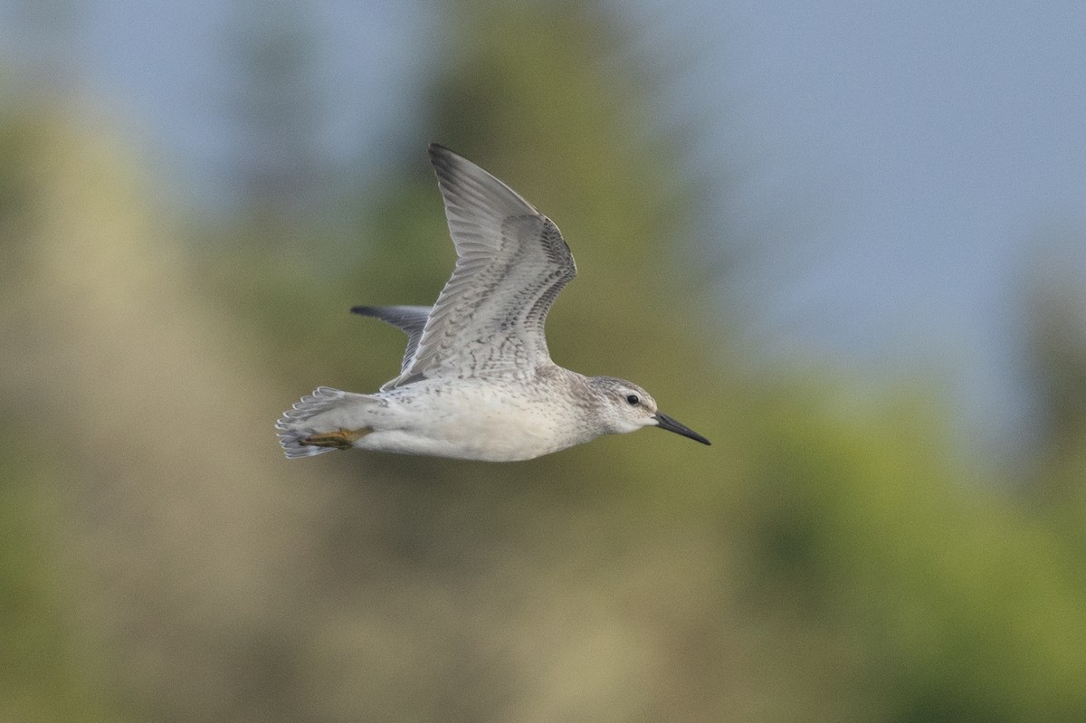 polarsnipe - ML640254547