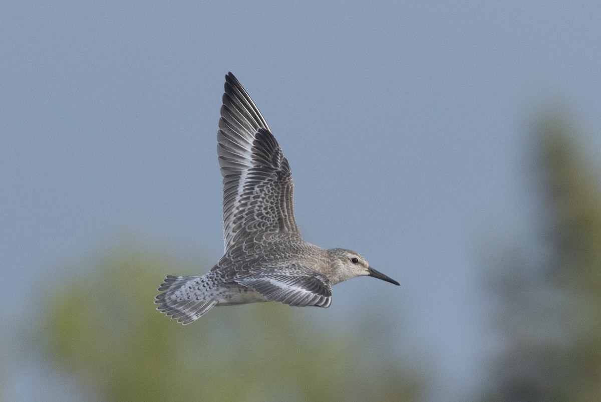 polarsnipe - ML640254548