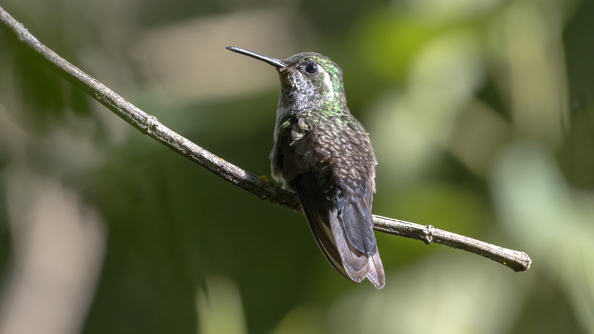 Green-throated Mountain-gem - ML640254621