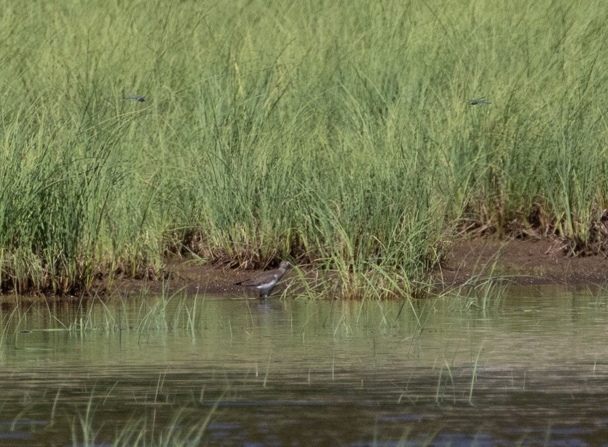 eremittsnipe - ML640254678