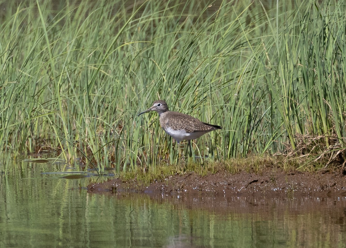 eremittsnipe - ML640254679