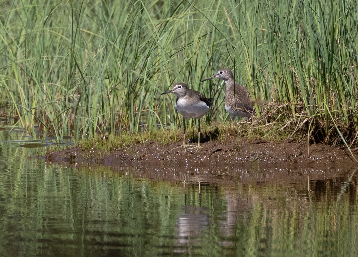 eremittsnipe - ML640254681