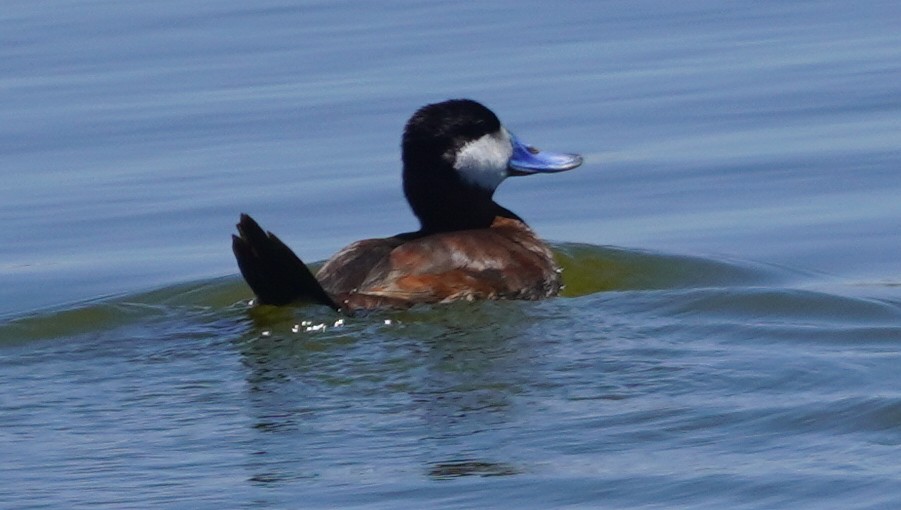 Ruddy Duck - ML640254692