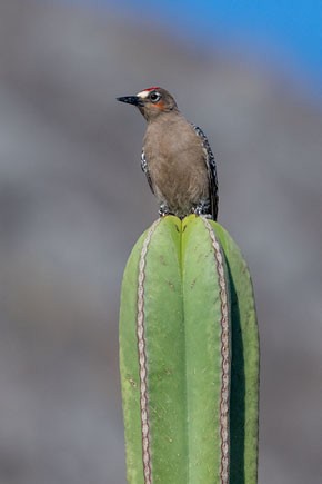 Gray-breasted Woodpecker - ML640254748